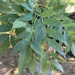 Fraxinus angustifolia Blatt