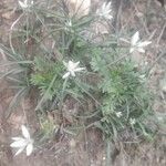 Cyperus niveus Blomma