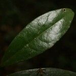 Anaxagorea dolichocarpa Leaf