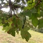Quercus robur Likasa