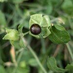 Silene baccifera Fruto