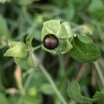 Silene baccifera Vaisius