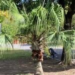 Livistona chinensis Folha