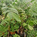 Chamaedorea microspadix Leaf