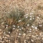 Convolvulus oleifolius Habit