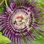 Passiflora ligularis Fleur