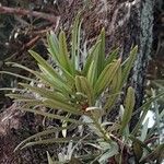 Podocarpus macrophyllus Leaf