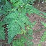 Anthriscus sylvestris Leaf