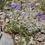 Campanula fritschii Habitus