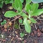 Primula rusbyi Leaf