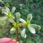 Portulaca trituberculata Blad