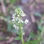 Lepidium virginicum Žiedas