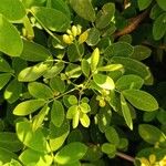 Senna bicapsularis Blatt