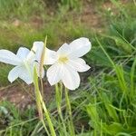 Gladiolus candidus Blomma
