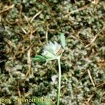 Trifolium saxatile Агульны выгляд