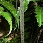 Diplazium dilatatum Habit