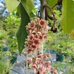 Acropogon jaffrei Flower