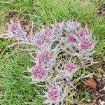 Cynoglossum magellense Flower