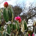 Rhododendron lanigerum Hábito