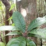 Planchonella roseoloba Bark