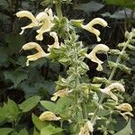 Salvia glutinosa Blüte