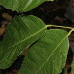 Amyris brenesii Leaf