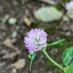 Trifolium pratenseFlower