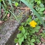 Potentilla reptansFlower