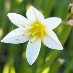 Nothoscordum bivalve Blomma