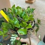 Microgramma vacciniifolia Ліст