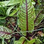 Rumex sanguineus Hoja