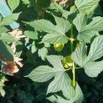 Humulus lupulusList