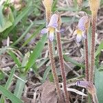 Orobanche uniflora Kvet