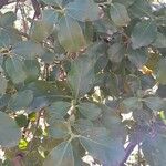 Garrya elliptica Leaf