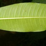 Ficus insipida Ліст