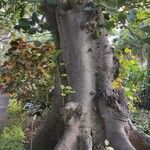 Ficus nymphaeifolia Кора