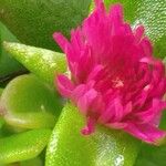 Aptenia cordifolia Flor