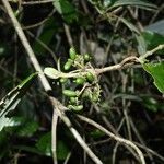 Malanea hypoleuca Fruit