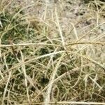 Chloris pycnothrix Cvet