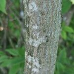 Carpinus japonica പുറംതൊലി