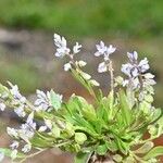 Polygala amarella Hábito