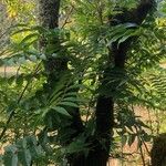 Ailanthus altissimaपत्ता