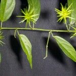 Ayenia aculeata その他の提案