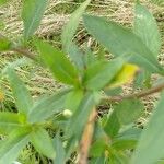 Oenothera biennis Φύλλο