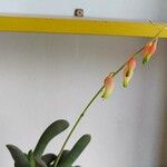 Gasteria glomerata 葉