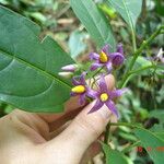 Solanum melissarum Fleur