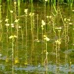 Utricularia foliosa Kukka