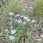 Sisyrinchium langloisii Flower