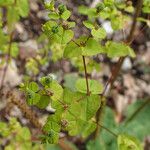 Euphorbia strictaFruit