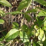 Rubia tinctorum পাতা